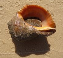 big seashell on sand close up