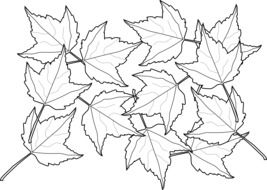 maple leaves, black and white drawing