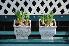 bulbous lilies in garden pots