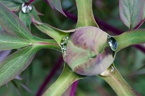 Close-up of the water drops on colorful peony bud