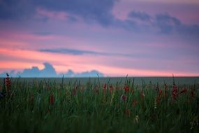 field of wild flower blossom