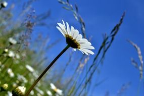 Beautiful white marguerite flowers