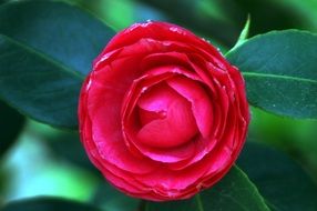 macro photo of rose bud on green background