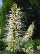 A lot of the white flowers