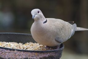 Dove in a manger