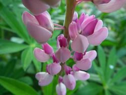 pink flower in the garden