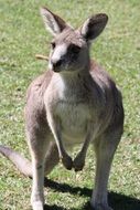 australian kangaroo