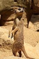 meerkats in the national park