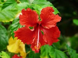 Red hibiscus flower close-up