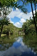 mauritius, lake, palm