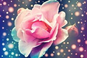 beautiful wallpaper with pink rose