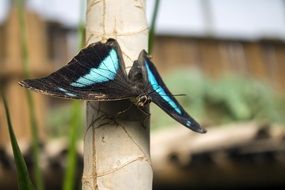 black butterfly with blue stripes on a tree stem