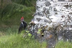 woodpecker is a bird with a red head