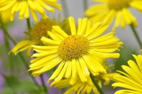 gÃ¤mswurz - genus of flowering plants in the composition of the family Asteraceae