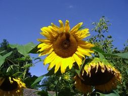 sunflowers under a clear blue sky