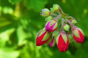 Picture of geranium flowers in a garden