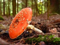 red hat mushroom