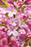 Pink and purple blossoms