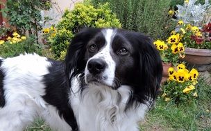 black and white dog in the blooming garden