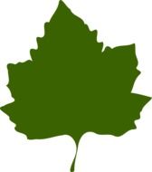 drawing of a green maple leaf