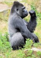 gorilla ape primate animal wilderness