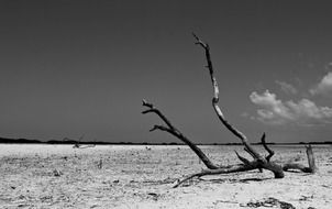 black and white shadow landscape of dead tree on sand dune