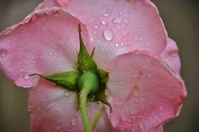 pink roses flora