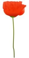 isolated red poppy blossom