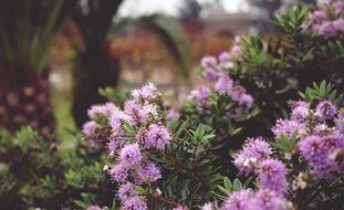 incomparable purple flowers