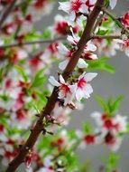 downy cherry, blooming branches