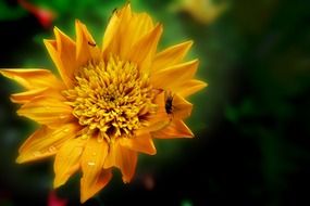 wildflower with insects