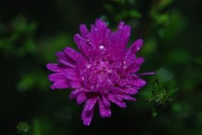 lilac flower in water drops