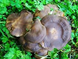 group of brown mushrooms