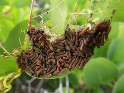 bunch of worms on green plant