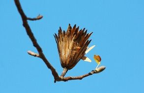 poplar seed tulip