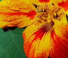 red-yellow petals of a colorful flower close up