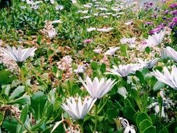 Beautiful and colorful plants with flowers and leaves in the garden