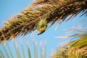 bird's nest Ð¸ Ð¿ÑÐ¸ÑÐ° on a tree branch against the blue sky