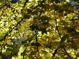 green leaves on a mountain maple