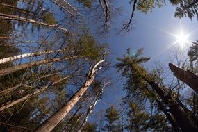 trees sun forest sunlight sky view