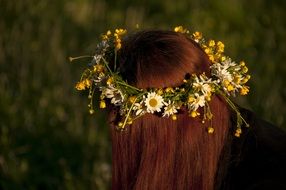 wreath of daisies as a summer crown