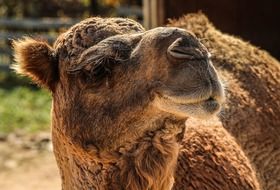 dromedary camel in the zoo