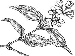 drawing of a botany flower with leaves