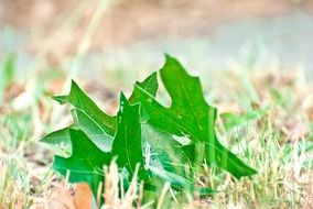 green leaves on dry grass
