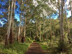 woods path, australia