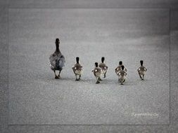 ducks family on a road