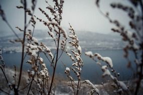 Snow on the plants near the river