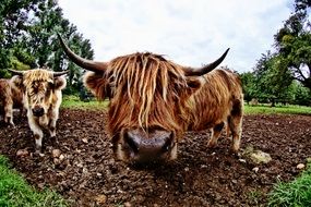 head of brown bull