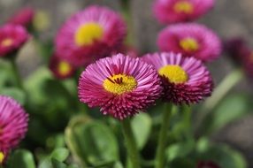 daisy flower plant close garden nature