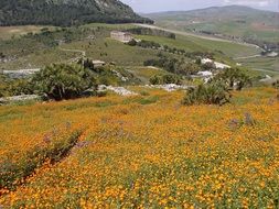 a sea of flowers in the valley in Sicily